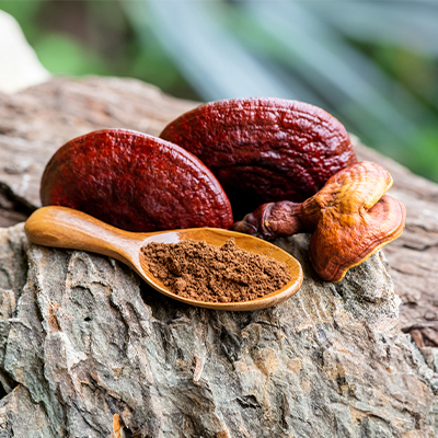 Reishi Vitalpilz mit jahrtausendealter Tradition